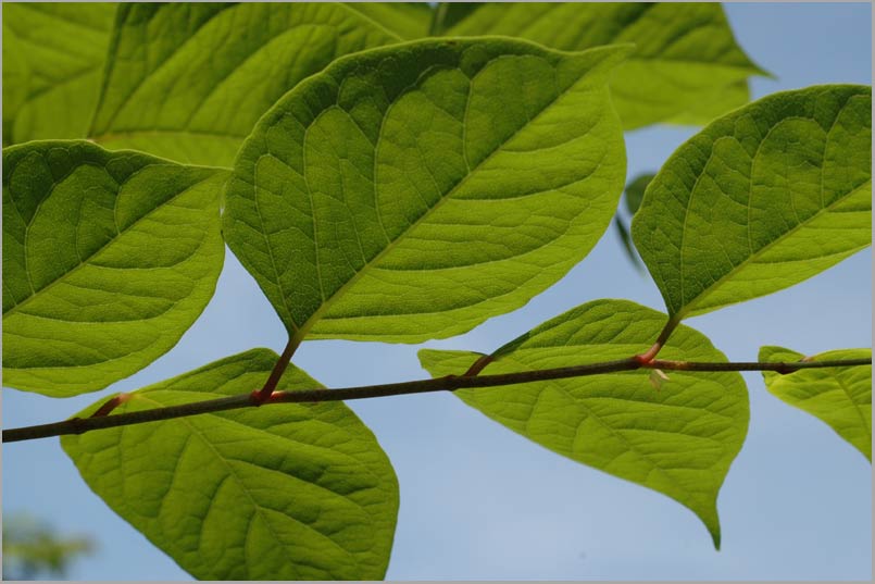 japanese knotweed